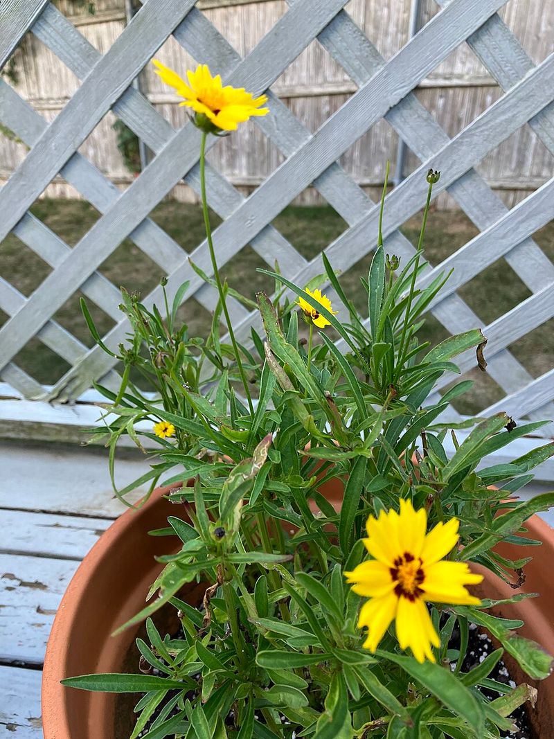 How to Plant It Without Fuss