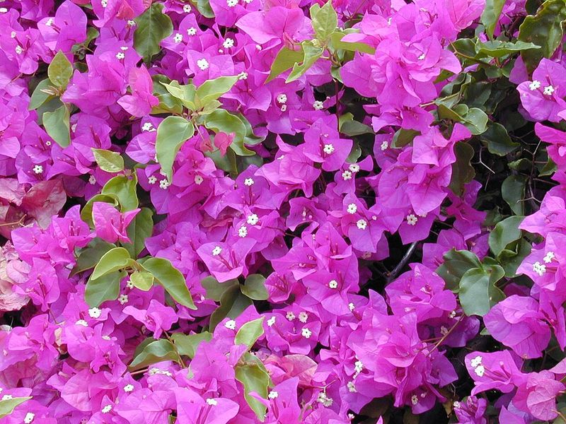 Less Fertilizer And Fewer Chemicals