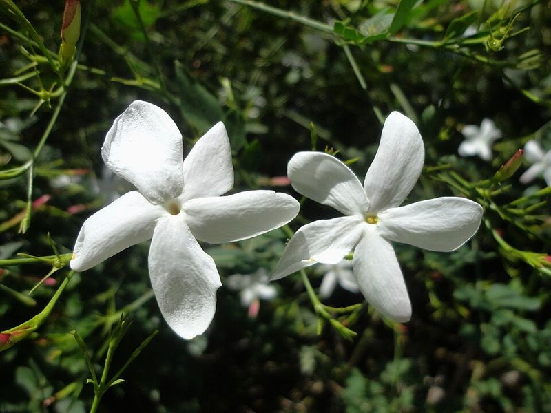 Jasmine