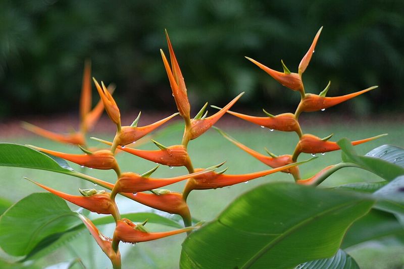 Heliconia
