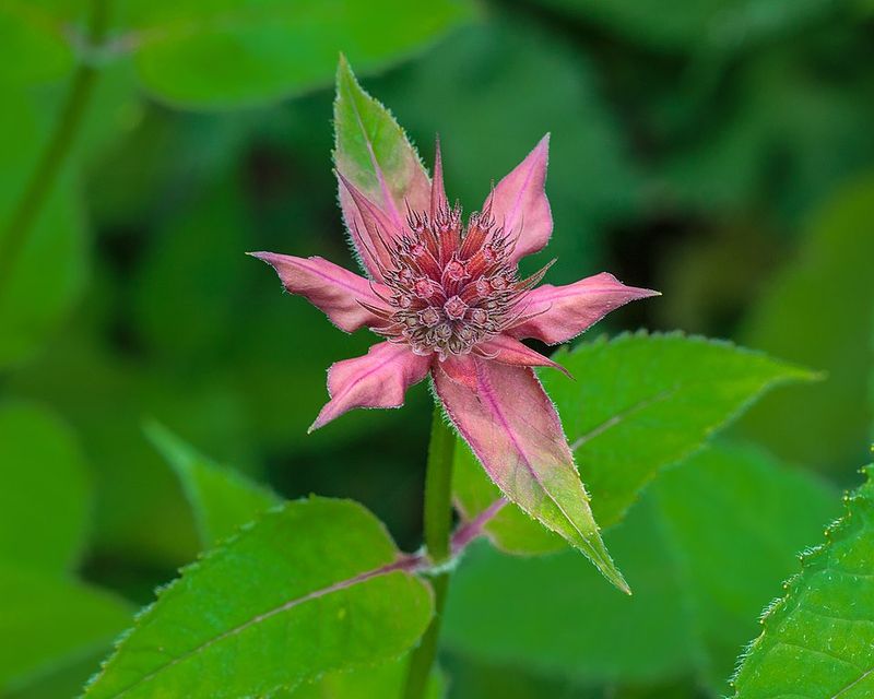 Bee Balm