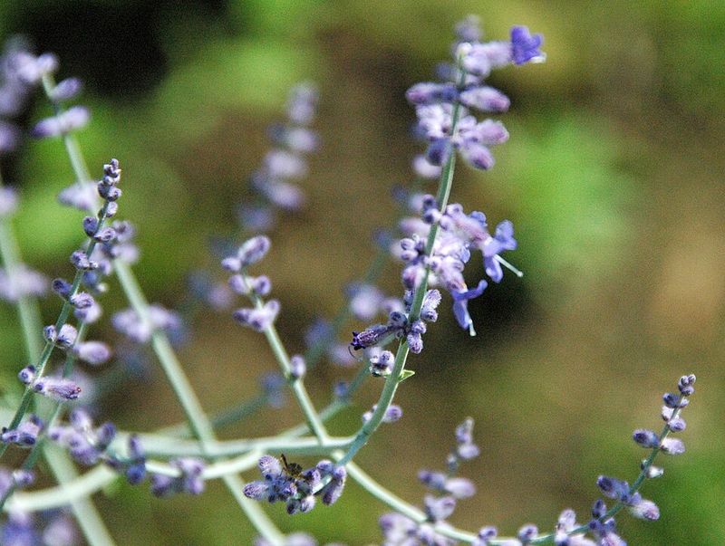 Russian Sage