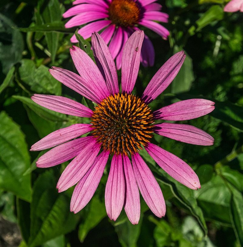 Purple Coneflower
