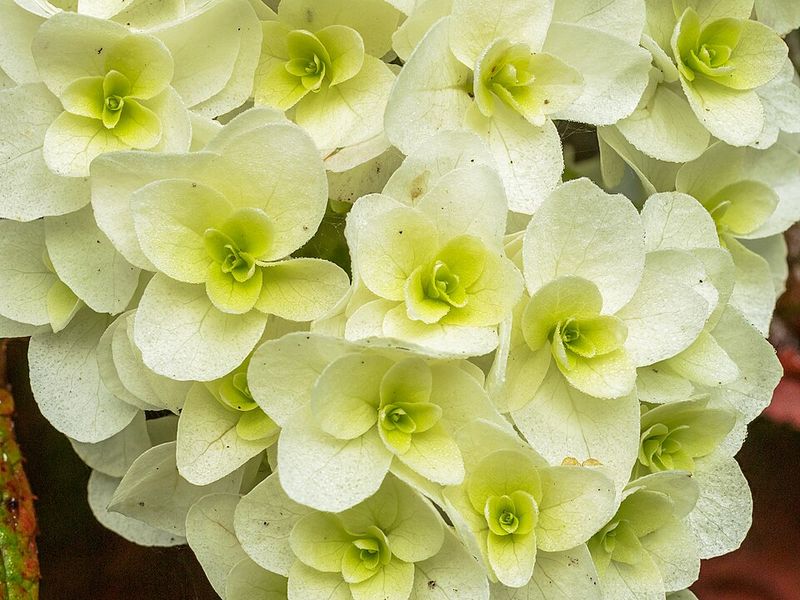 Oakleaf Hydrangea