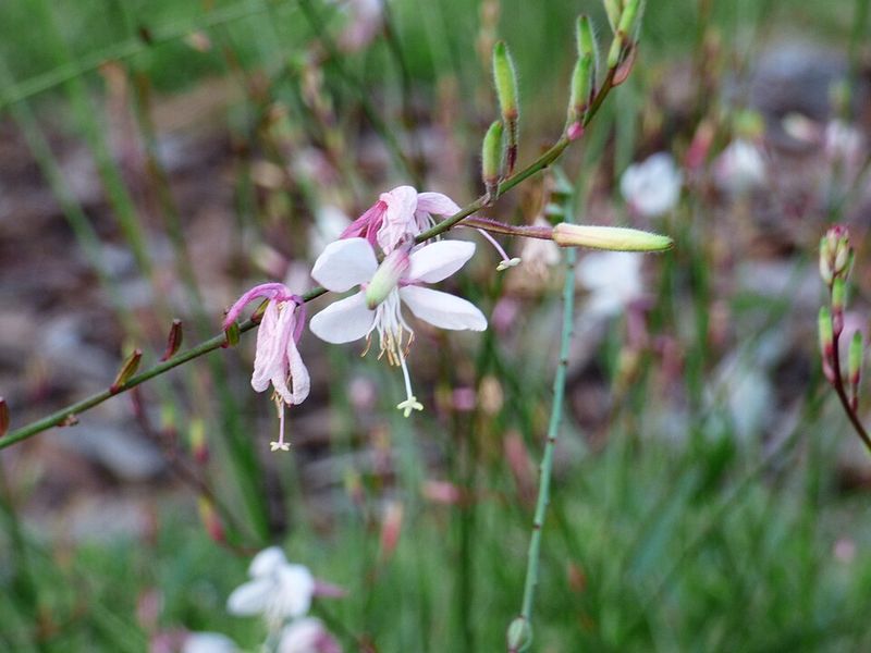 Gaura