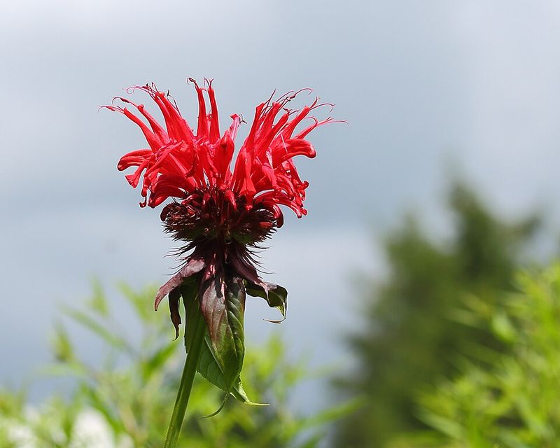 Bee Balm