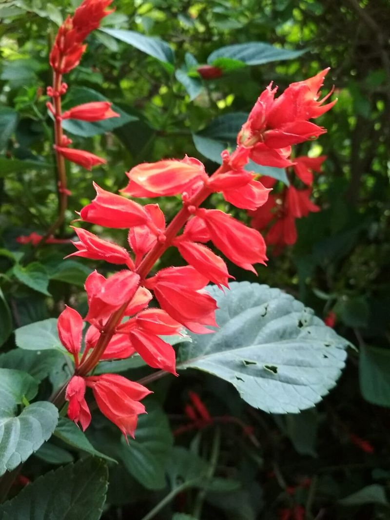 Salvia