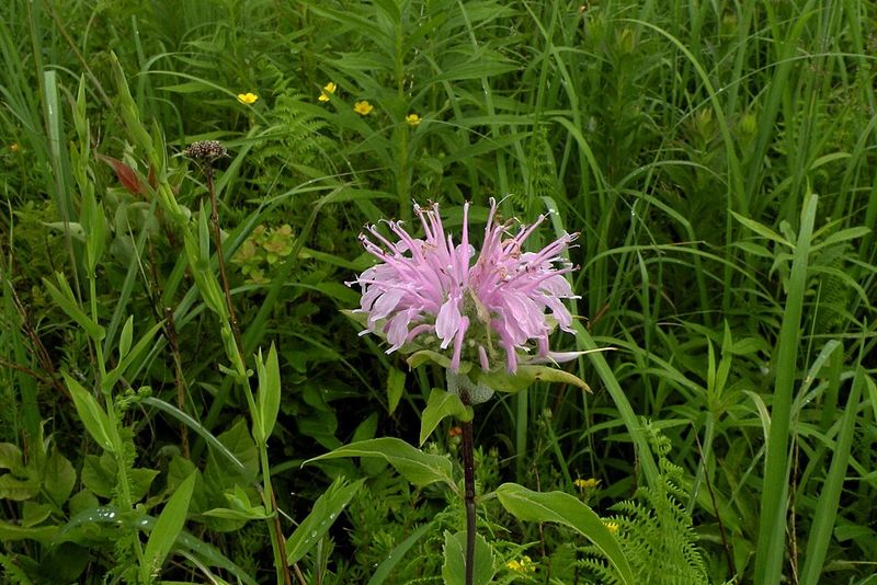 Bee Balm