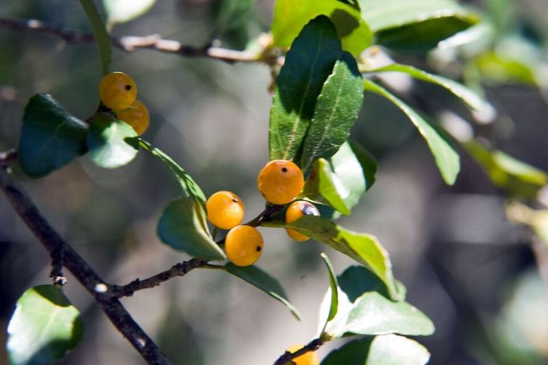 Yaupon Holly