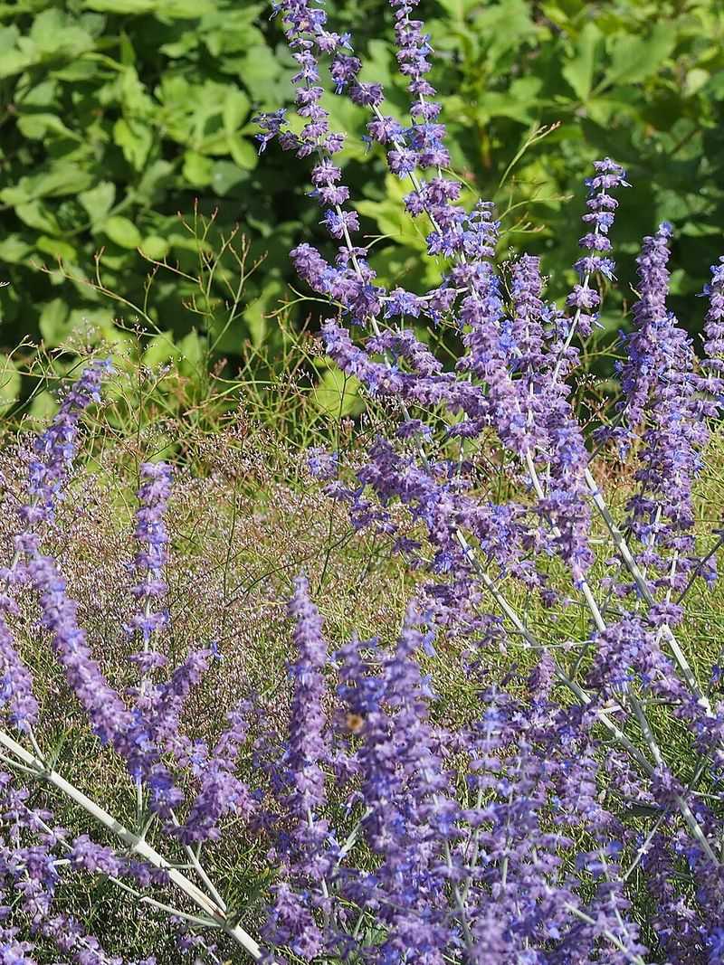 Russian Sage