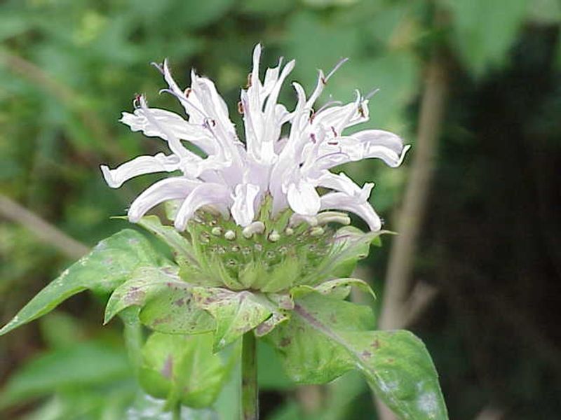 Bee Balm