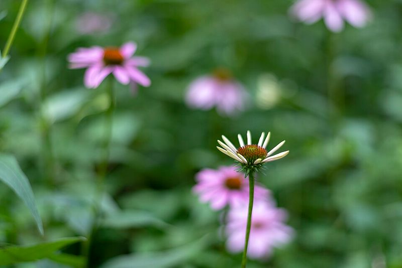 Purple Coneflower