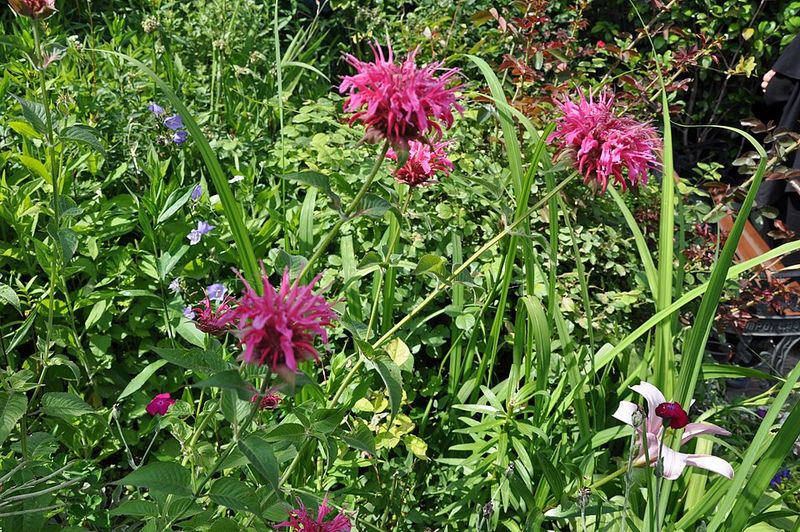Bee Balm