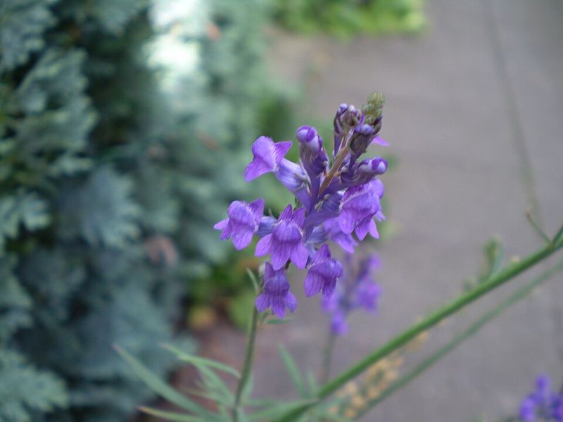 Salvia
