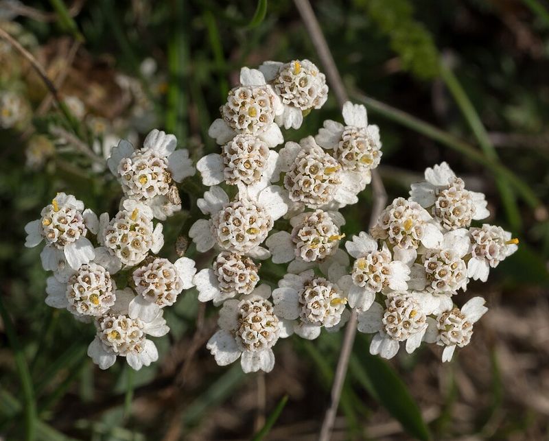 Yarrow