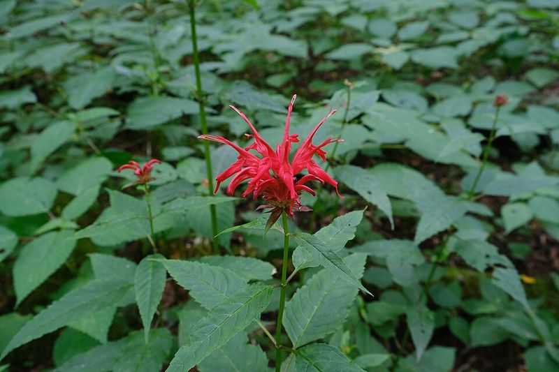 Bee Balm