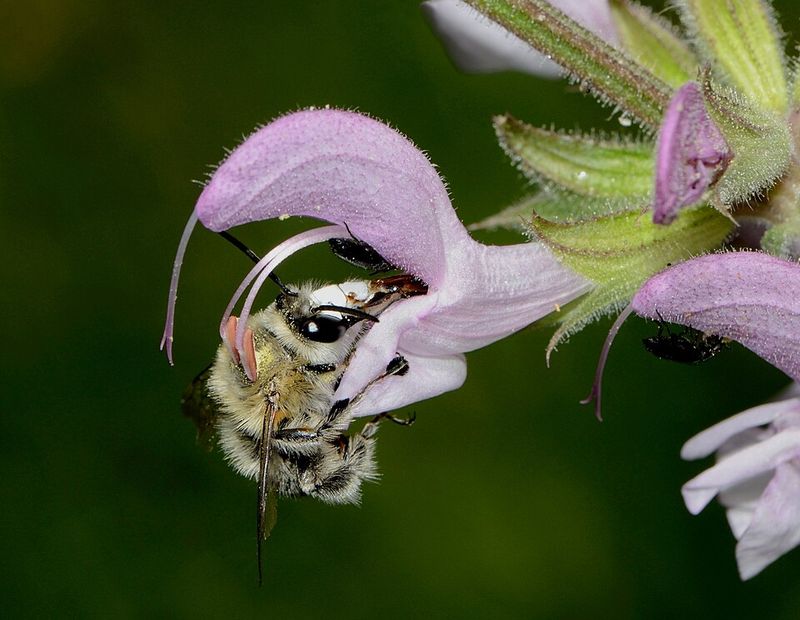 Salvia