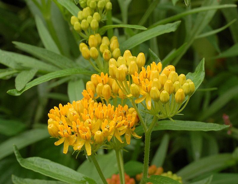 Butterfly Weed
