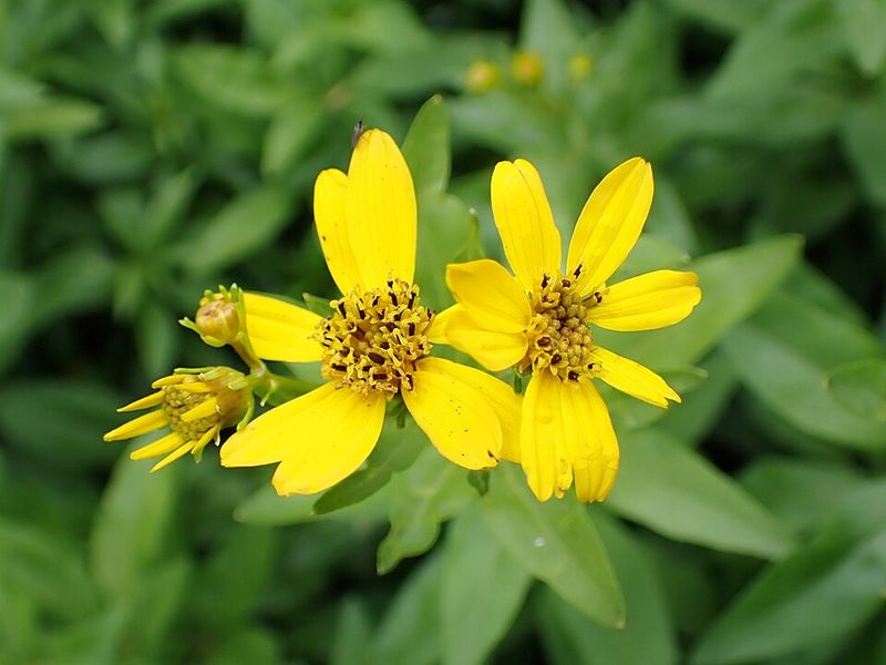 Coreopsis