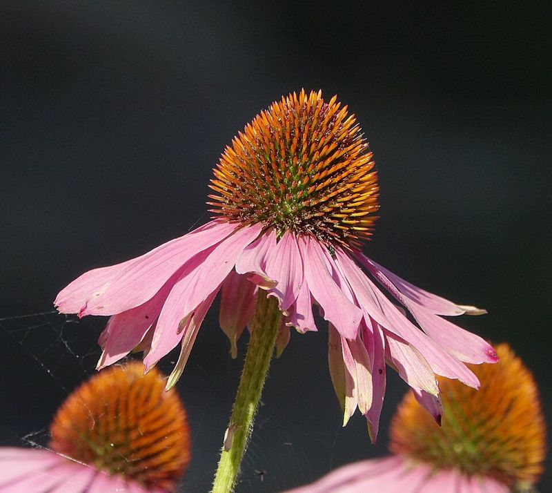 Purple Coneflower
