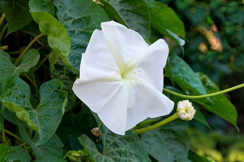 Moonflower