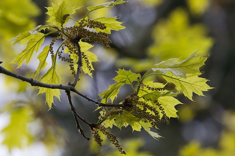 Northern Red Oak