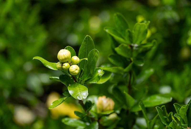 Southern Magnolia
