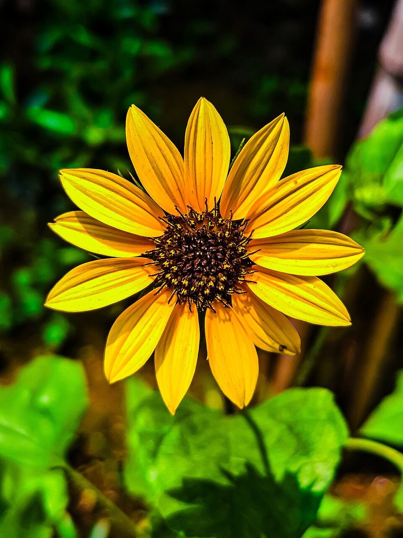Beach Sunflower