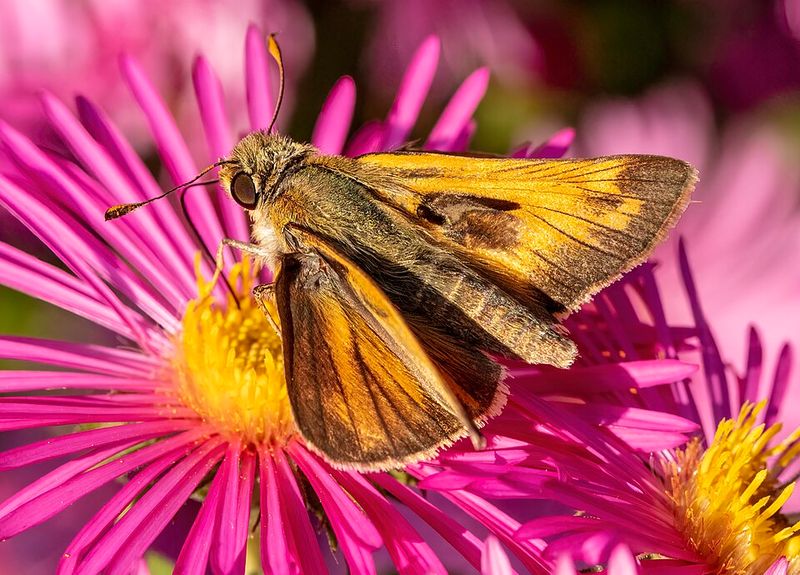 Aster