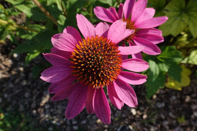 Purple Coneflower