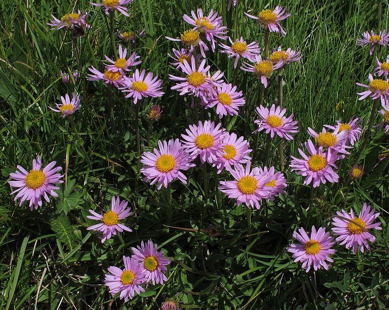 Aster