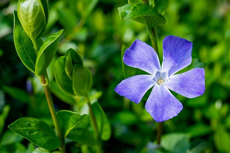 Vinca