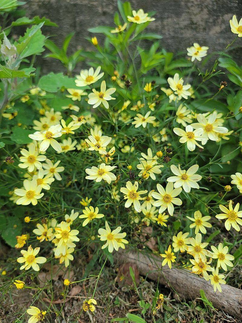 Threadleaf Coreopsis