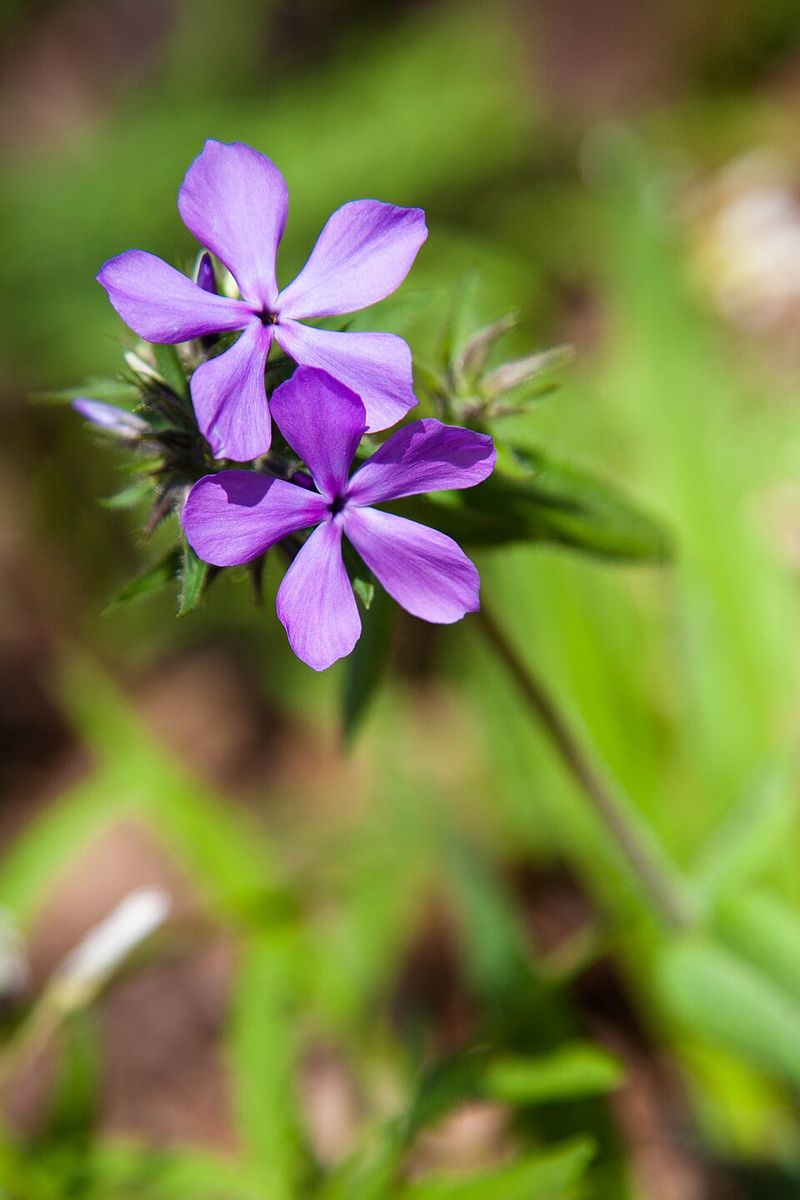 Woodland Phlox