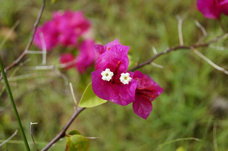 Bougainvillea