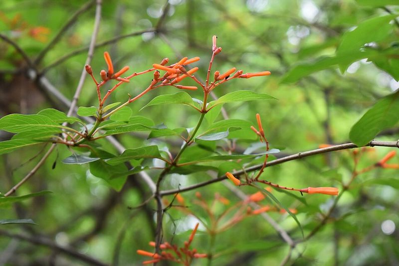 Firebush