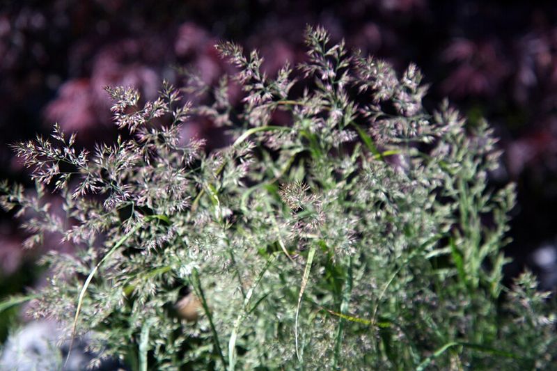 Muhly Grass