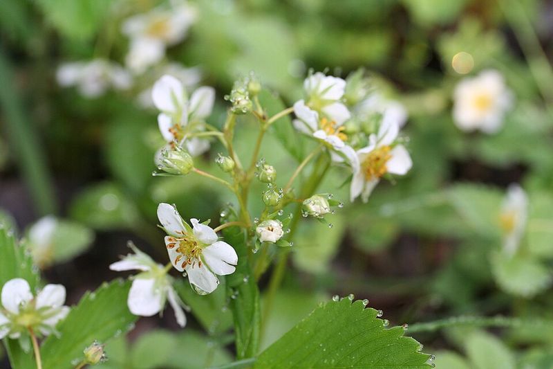 Virginia Strawberry