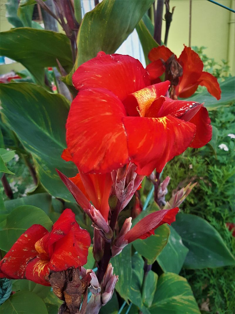 Canna Lily