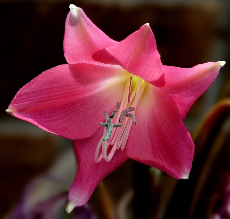 Crinum Lily