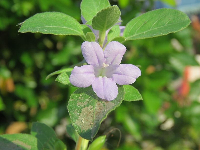 Wild Petunia