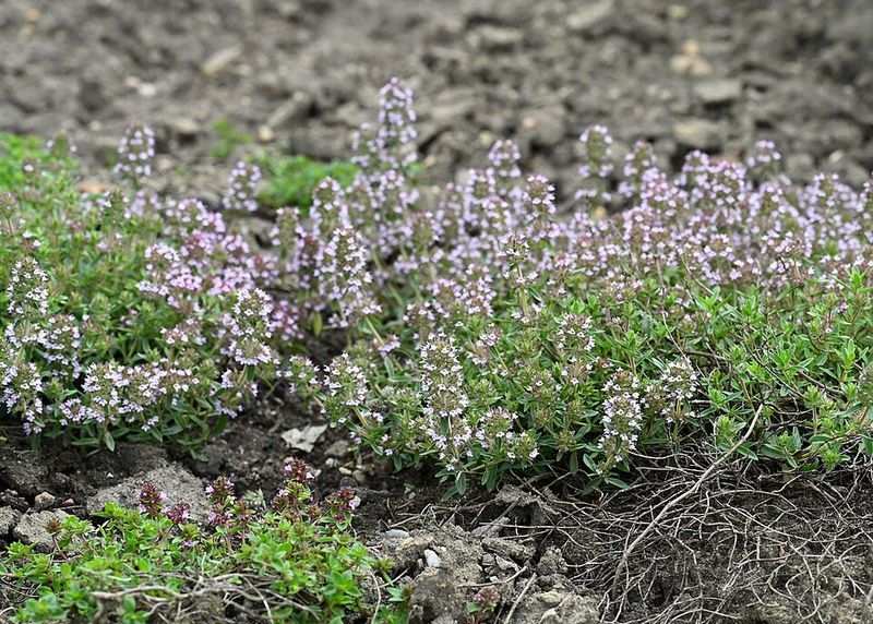 Creeping Thyme