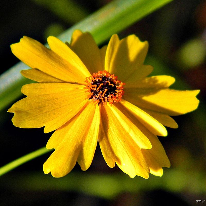 Leavenworth's Tickseed