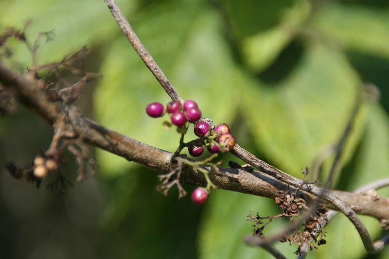 American Beautyberry