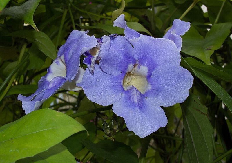 Clock Vine