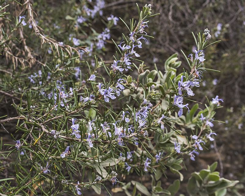 Rosemary