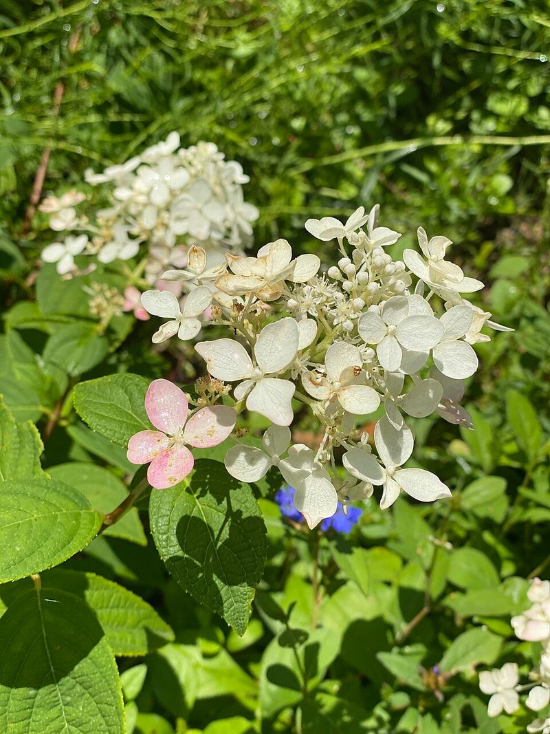 Panicle Hydrangea