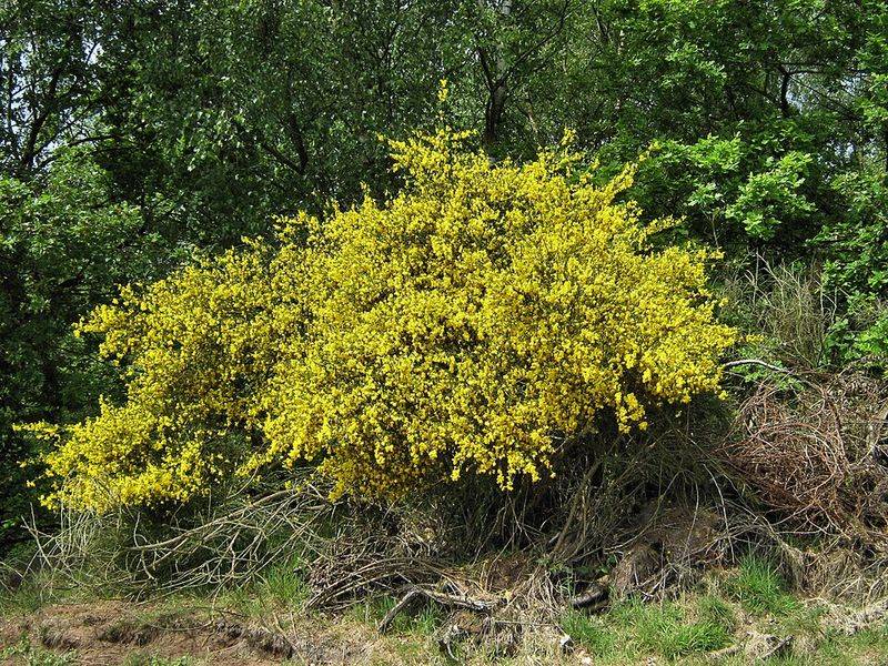 Native shrubs handle pests with less intervention