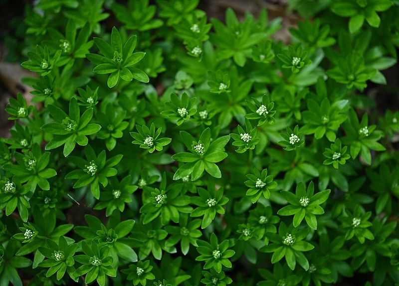 Sweet Woodruff