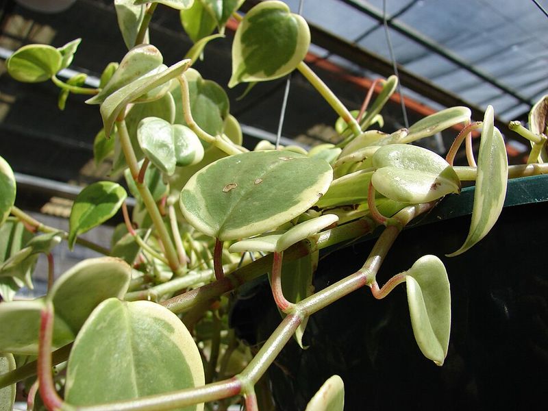 Choose Plants That Like Florida Summers